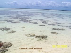 Ostseite - viele Korallen