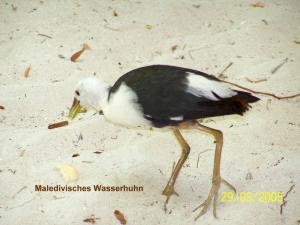 Kukulhu = Strandhuhn