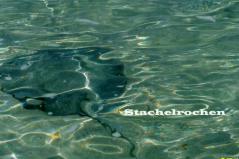 Stachelrochen