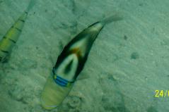 Fisch